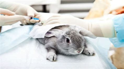 do dior test on animals 2022|dior animal testing policy.